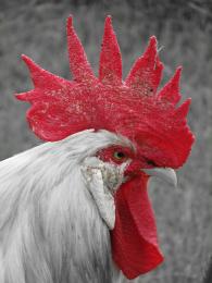 Red Rooster